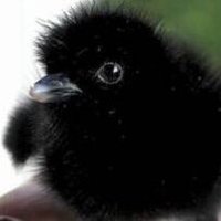 せろん (@oooeeiis) 's Twitter Profile