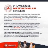 Sancaktepe Hayvan Hakları Dayanışma(@Sancaktepehayv1) 's Twitter Profile Photo