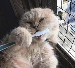 Peejz_Nana's profile picture. Mother, grandmother, Retired USMC. I love cruising to any foreign port. I like to do active things when on shore--if I come back dirty and sore I'm happy!