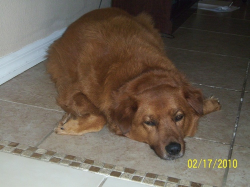 mydoggytweet's profile picture. 