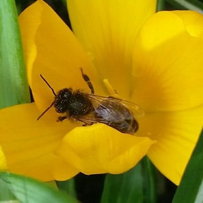 Beekeeper in North Yorkshire, producing raw honey, Yorkshire bees and the odd tweet from a field