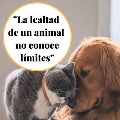 Grupo de vecinos que amamos, cuidamos y protegemos a las mascotas en nuestro corredor RomaCondesa, compartimos post de mascotas perdidas y adopciones 🐶😺🥰