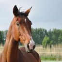 Eva Maier - @evapferdephysio - Twitter