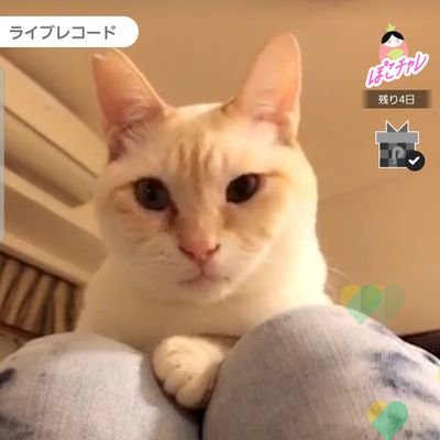 神奈川県横浜市在住
動物がすきです🐱
BTSすきです💕
JUNGKOOKペン♥