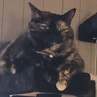 MarkGroombridge's profile picture. #NeverTrump. Former Senior Adviser at State, US Mission to UN, and Commerce. Now in Arizona. B.A. U of Minnesota; Ph.D. Columbia. Rescued Cat Lover.🏳️‍🌈