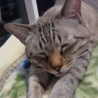 むぅねこ (@kinjieiga) Twitter profile photo