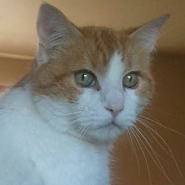 Misha_Guy's profile picture. Jeri Smith-Ready's PERMANENT cat