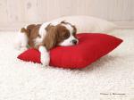 PatriciaWCurry's profile picture. pets~