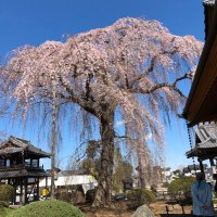 梅園 (@pdhwqtfg88n4yvf) 's Twitter Profile