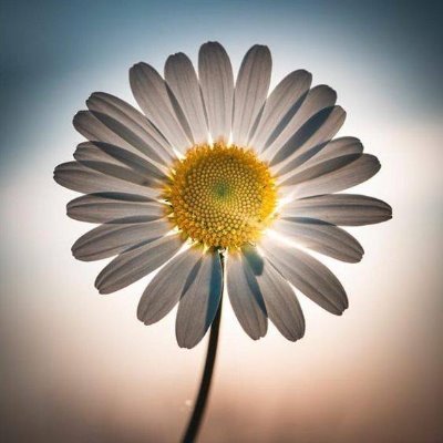 nature_daisy's profile picture. 