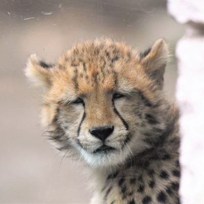 nVGBJa0ATNetFMF's profile picture.