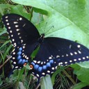 Amy Levander - @agardengeek - Twitter