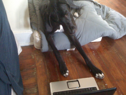 Mayli the Labradane lives with her humans, Ben and Jeannie, in San Antonio, Texas.  She enjoys naps (she's part Dane, after all) and playing with other doggies.