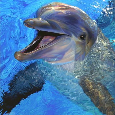 🤲🐬ラッセンのイルカ🐬ちゃんが大好き絵画🖼集め趣味 お酒好き🥃(๑˭̴̵̶́ꄱ˭̴̵̶̀ )🎤✨好き 自然大好き😊💘花好き🌸🐬 食べるの好きです✨🌈🐬 💓 フォロバゆっくりですね🤗🆖❌センシティブ読みません 巻き込みリプは🆖ですよ🙅‍♂️