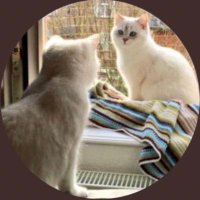 Othello & Leia(@RealCatAttack) 's Twitter Profile Photo