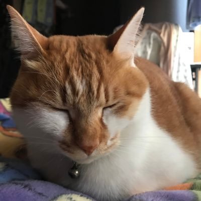 tosnhto's profile picture. おこさまぷれ〜と。/永遠のてゃ推し/無言フォロー許してね～✌ ZRR70W/NSR50/角目シャリー / チーム疾走乱舞所属 仕事でトラック乗ってます🚚