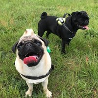 Bad Pug Club(@badpugclub) 's Twitter Profile Photo