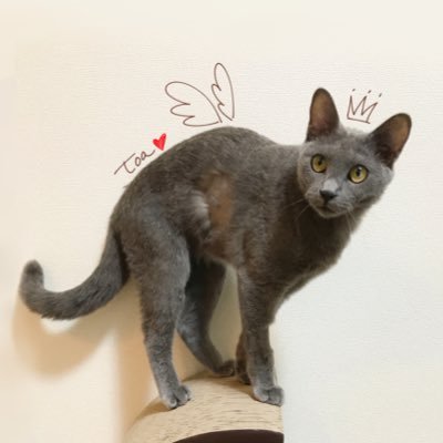 りゅうかさんのプロフィール画像