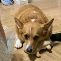 もっちりドリア (@mottiridoria) Twitter profile photo