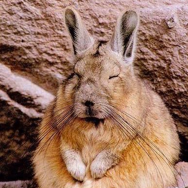 アイコンの動物の名前を思い出したい