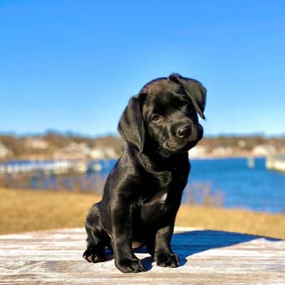 Cute pictures of a black lab puppy🖤