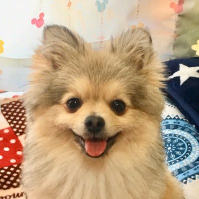 5歳のポメ🐶ちゃちゃ🐾♂〈2018.5.10〉と暮らしてます✨🍒🍭おちゃめで怖がりな🐶ちゃちゃ🐾の日常つぶやきます😊✨🌼✨🐶✨🌷✨🧡✨無言フォロー失礼します✨💖✨🌼