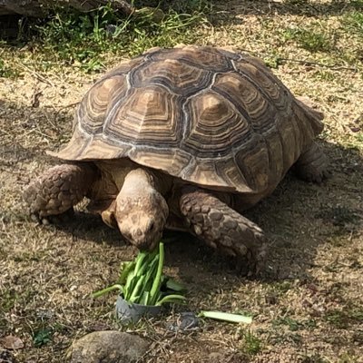 もりたんぬー 明日は 平日 なのに バイトもない スヌーピーミュージアムに行く