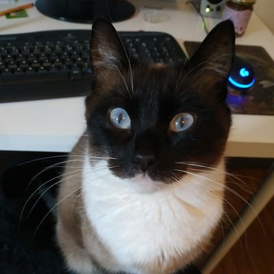 Gentille poticha de partement qui aime se cacher dedans la couette ~ Ma numaine c'est @karabouste et ma tata c'est @liziiie
