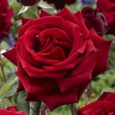 Ida Mason - @IdaMaso92675519 - Twitter
