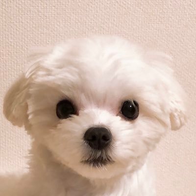 2019年7月14日生まれの女の子🐶 🐶 マルチーズの丸子です😊 ブログもはじめました！！ よかったら見ていってください🙇‍♂️