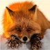 🌻Noisy Fury #TreeHugger #SaveOurSpecies🐝🦊🦡🦔💚 (@NoisyFury) Twitter profile photo