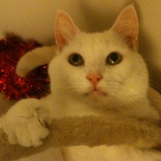 MiltonkeynesCat's profile picture. 