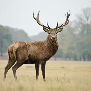 Goldantler56 Profile Picture