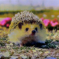 💎こと(湖都)💛🦔 (@koto_tayu) 's Twitter Profile