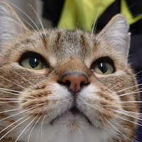 Colin the Cat 🇬🇧💙❤️💚😻 #PawsOfJustice 🐾 (@longarmofthepaw) 's Twitter Profile Photo Colin the Cat 🇬🇧💙❤️💚😻 #PawsOfJustice 🐾 (@longarmofthepaw) 's Twitter Profile Photo