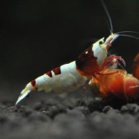 瑠香えびtaku (@rukaebi0521) 's Twitter Profile Photo