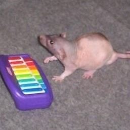 ratさんのプロフィール画像