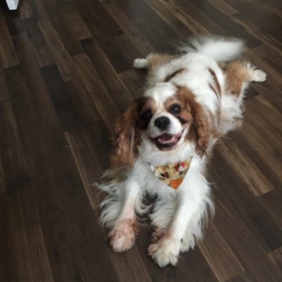 Love my dog