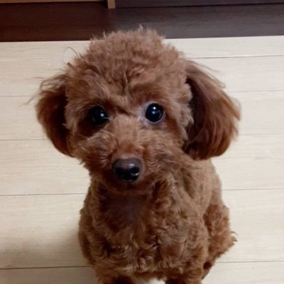 たっち على تويتر どなたかポケモン剣盾のゴーリキーの交換進化に協力してもらえませんか M M 交換後の返却希望です ポケモンソードシールド 交換進化 剣盾