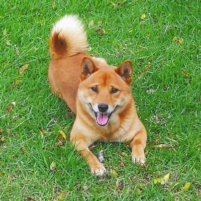 hannesvn's profile picture. Software writer 👨💻; Bike rider 🏍; Doge-dad 🐕; Some guy on the internet 🤷♂;