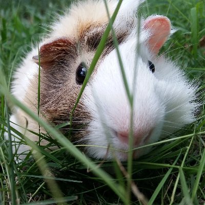 soroSaKahon's profile picture. I'm offically still a child in heart and mind😊