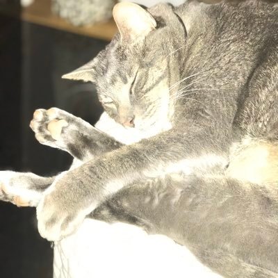 cloudyraven1's profile picture. Laser Eyes @bitcoin #Bitcoin