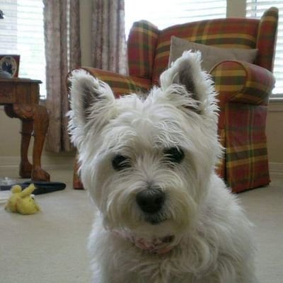 Texbhoy's profile picture. Celtic supporter, golfer