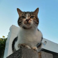 Hannah Jefferys (@hansieloo) 's Twitter Profile