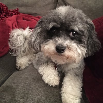 ajbiel's profile picture. My dog is judging you.