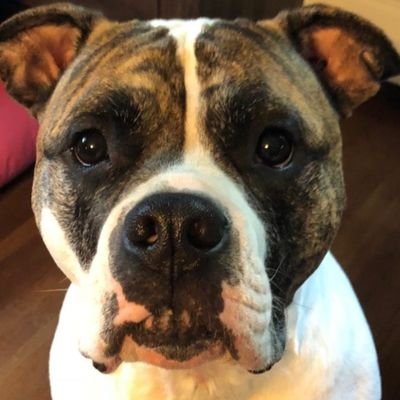 ReimerJp's profile picture. 