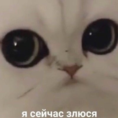 Агрессивный кот (@MemKitty) / X