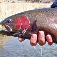 Utah's Fly Box (@utahsflybox) 's Twitter Profile