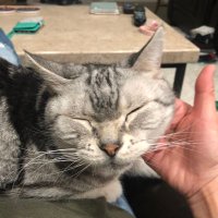 Shizu (@shizuj) Twitter profile photo