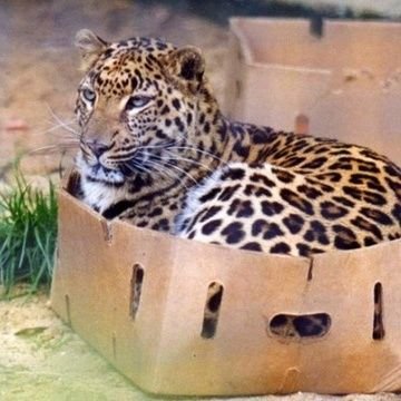 ossann45's profile picture. 愛知住みです